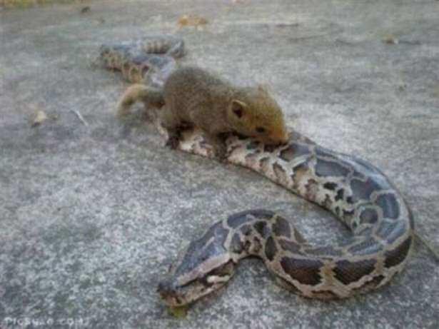 <p>Çoğunlukla bitkiyle beslendiği bilinen sincapların bazı türlerinin kuş yumurtası, kertenkele ve yılanla da beslendiği ortaya çıktı.</p>
<p> </p>