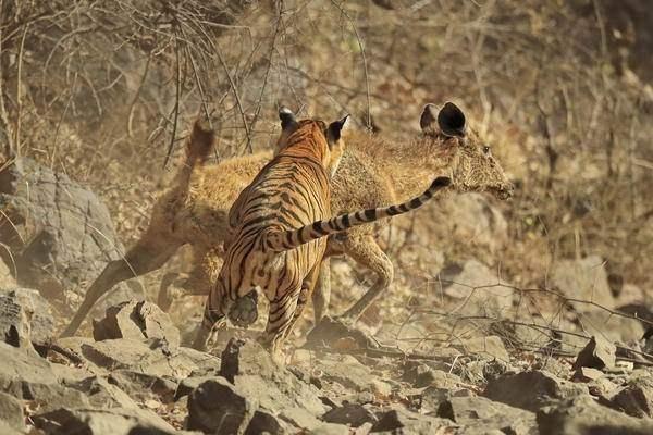 <p>Ranthambore Ulusal Parkı'nda bir kaplanı takip eden sanatçı sabırla hayvanı gözledi.<br />
 </p>
