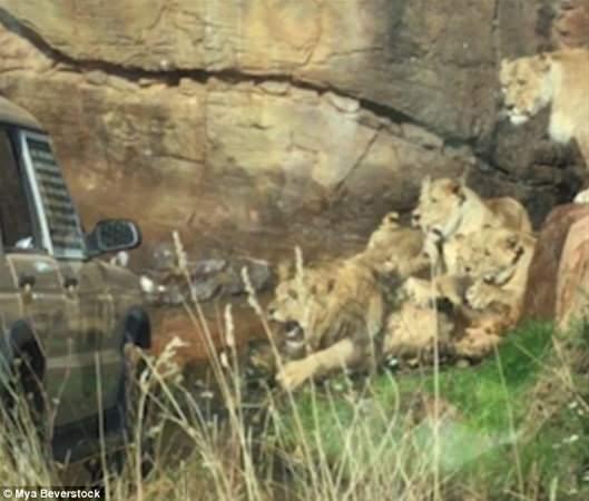 <p>9 dişi aslanın arasında kalan erkek aslanın zor anları kameralara böyle yansıdı.</p>
