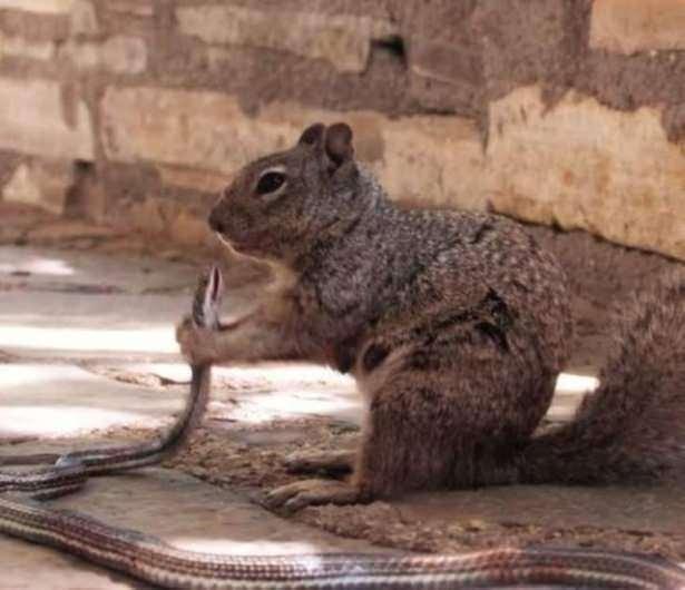 <p>Pençelerinin arasında boğduğu yılanı yemeye hazırlanan sincabın görüntüleri sincaplarla ilgili bilinmeyen bir gerçeği de ortaya çıkardı.</p>
<p> </p>