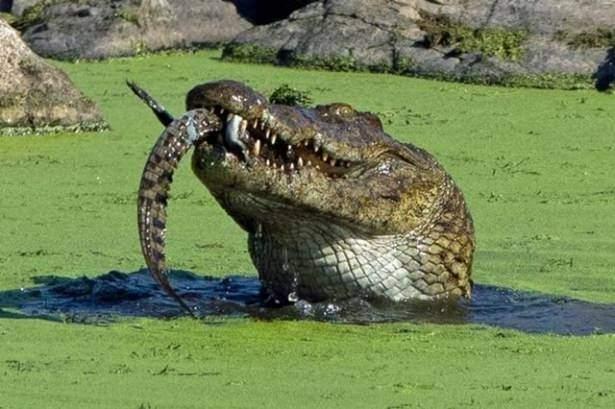<p>Bebek timsahı midesine indiren, bu tatlısu canavarının inanılmaz görüntüleri kare kare işte böyle görüntülendi.</p>

<p> </p>

