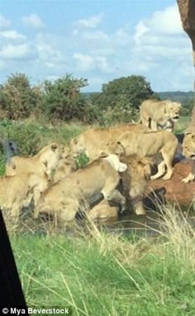<p>Dişi aslanlara liderlik yapan erkek aslanlar yaşlandıkça dişiler tarafından öldürülebiliyor. </p>

<p> </p>
