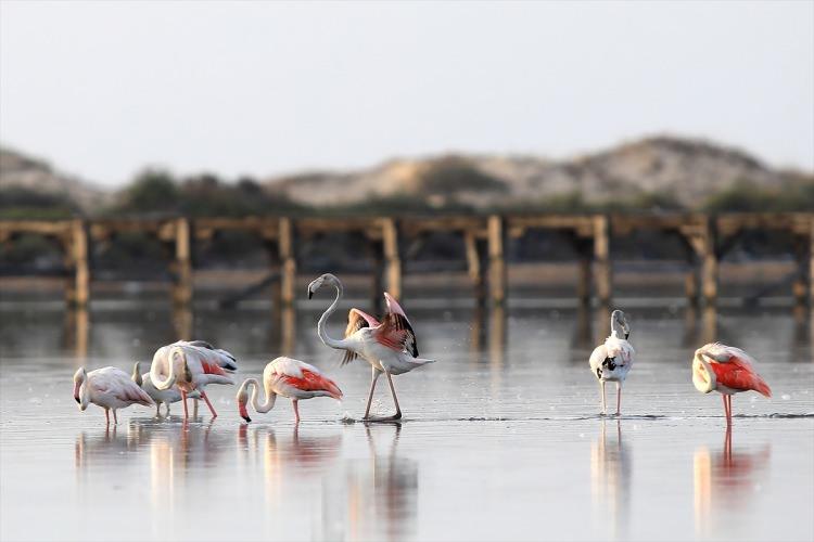 <p>Tunus'un Kurba gölündeki kuş cenneti, kış aylarının yaklaşması dolayısıyla göçmen misafirlerinden flamingoları ağırlamaya başladı.</p>

