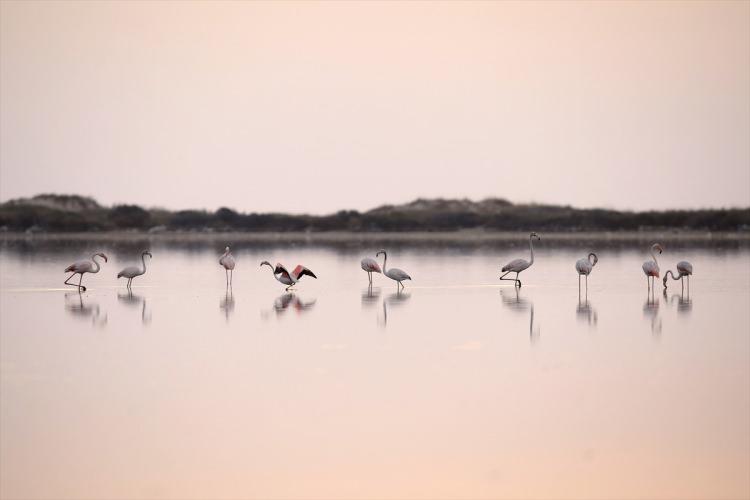 <p>Eylül ayında Avrupa'nın çeşitli bölgelerinden, söz konusu 5 hektarlık sulak kuş cennetine gelen flamingoların büyülü dansları ve şarkıları günün ilk ışıklarıyla göze çarpıyor.</p>
