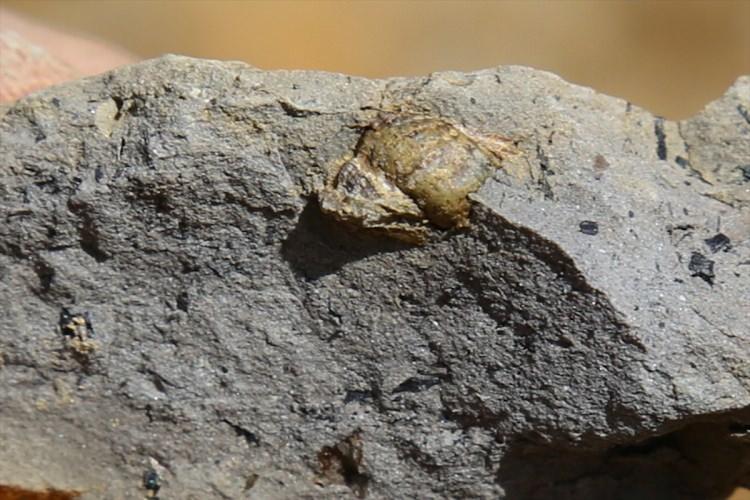 <p>Gündoğan, jeolojik anlamda kehribarın alandaki olası yayılımlarıyla ilgili tespit yapacaklarını vurgulayarak, "Vadi içerisinde şu anda belirli zonlar, yüksek basınçlı suyla yumuşatılarak çamur taşın içinden kehribar çıkartılıyor. Kehribar kırılgan bir malzeme olduğundan dolayı darbe yemeden ancak böyle basınçlı suyla yumuşatılarak çıkartılıyor. </p>

<p> </p>
