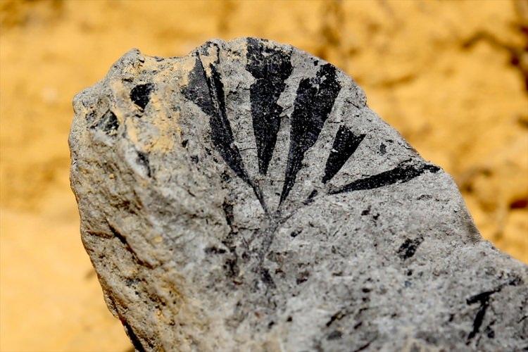 <p>Gündoğan, böyle bir alanda rezerv tespitinin çok kolay yapılamayacağına dikkati çekerek, "Bütün alanın rezervini kestirmek, öngörmek biraz zor ama bu işletme, burada en azından 3-5 ton kehribar çıkarabileceğiyle ilgili potansiyele sahip. </p>

<p> </p>
