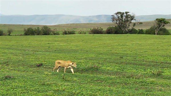 <p>Serengeti'de vahşi anlar kameralara yansıdı.</p>
