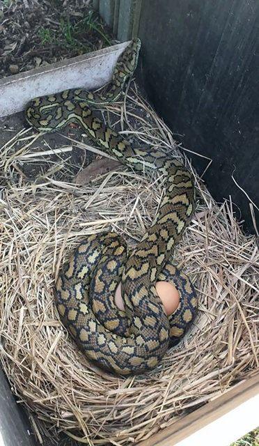 <p>Bu kareden sonra yumurta yemekten vazge&ccedil;mişlerdir haliyle...&nbsp;</p>
