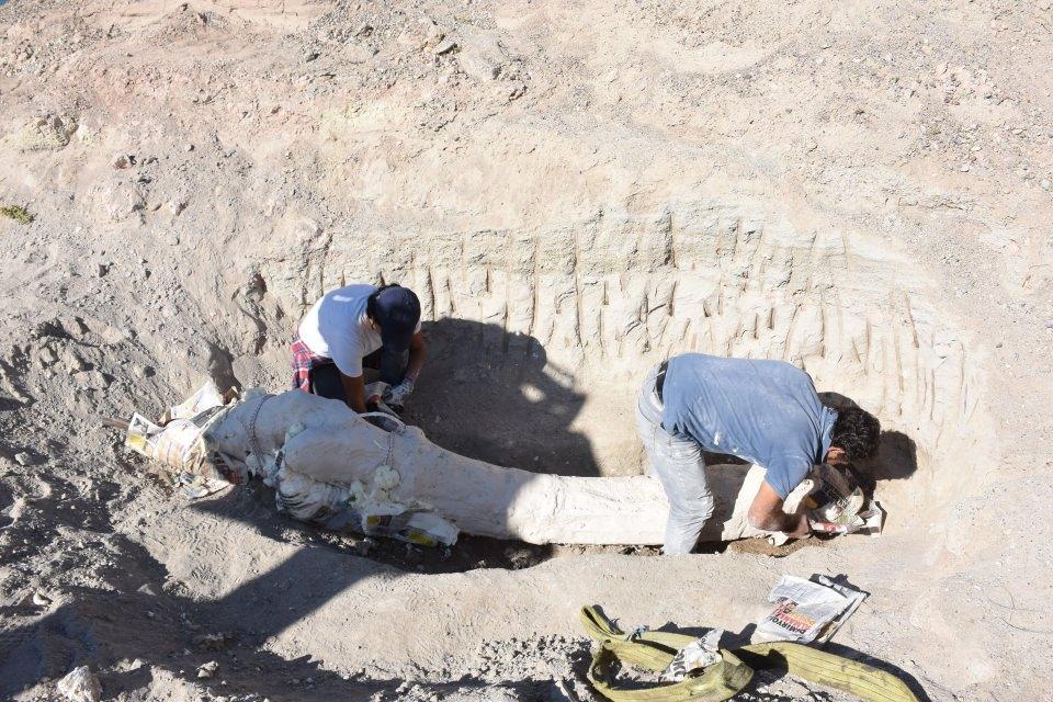 <p>Kayseri Büyükşehir Belediyesinin destekleriyle paleontoloji (fosil bilimi) ekibinin, bilimsel danışmanlar Hacı Bektaş Veli Üniversitesi Güzel Sanatlar Fakültesi Dekanı Prof. Dr. Cesur Pehlevan ve Gazi Üniversitesi Arkeoloji Bölümü Öğretim Üyesi Prof. Dr. Okşan Başoğlu'nun önderliğinde gerçekleştirilen kazılarda bulunan file ait alt çene ve kalça kemiği (pelvis) fosilleri, "alçı ceket" yöntemi ile kaplanarak taşınması gerçekleştirildi.</p>

<p> </p>
