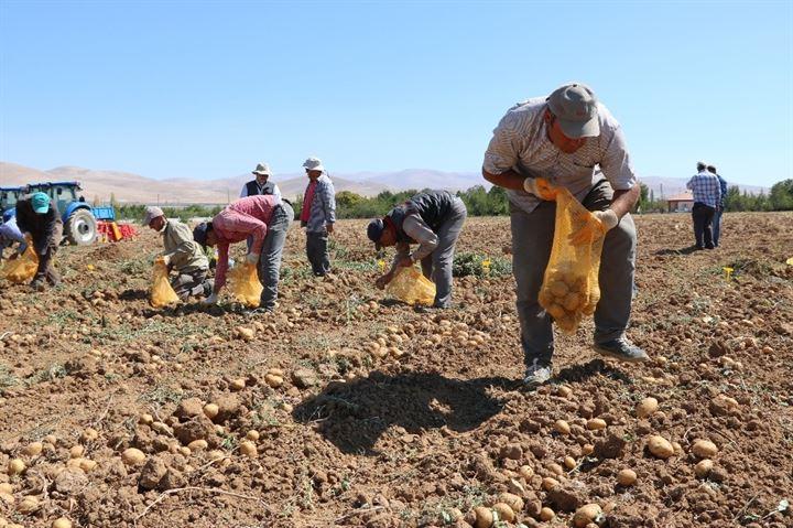 <p>Niğde'de Patates Araştırma Enstitüsü Müdürlüğü tarafından üretilen yerli ve milli renkli patateslerin hasatları yapılıyor.</p>

<p> </p>
