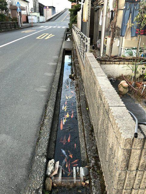 <p>Balıklar Japonya'daki drenaj kanallarında bile yaşayabiliyor. </p>

<p> </p>
