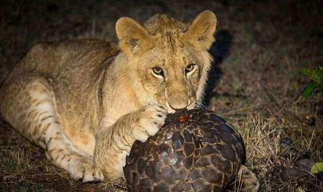 <p>Bu kareler geçtiğimiz günlerde Masai Mara'da fotoğrafçı Greg du Toit tarafından çekildi.</p>
