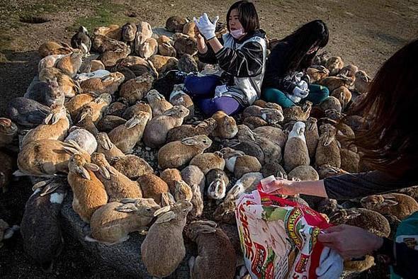 <p>Japonya'da Okunoshima adında tamamen tavşanlarla dolu bir ada var!</p>

<p> </p>
