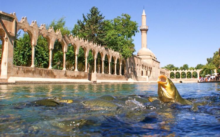 <p><span style="color:#800080"><strong>BALIKLIGÖL</strong></span></p>
<p>Taşı toprağı kutsal mekan Şanlıurfa'nın göz bebeği ve inanç tarihinin mekanlarından biri olan Balıklı Göl. Hz. İbrahim (r.a) ateşe atıldığı yerin kutsallığı ve tarihini bilmeyen yoktur. Kokusu yapısı ve balıkların ihtişamlı görünümü sizleri geçmişe ve o anlara tanık edecek kadar saf dokusu ile ayakta duruyor. Her yıl milyonlarca turistin geldiği bu yerdeki balıklar kutsal sayılır. </p>