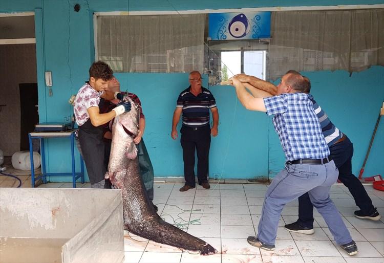 <p>Güçlükle sahile çekilen 80 kilo ağırlığındaki 2 metrelik yayın balığı kamyonetle Orhangazi içe merkezine getirildi. Bir balık lokantasına getirilen dev balık büyük ilgi gördü.</p>
