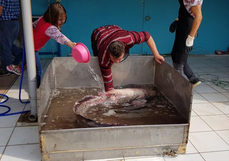 <p>İznik Gölü'nde 2 metre boyunda, 80 kilo ağırlığında dev yayın balığı yakalandı. Balıkçı tezgahında asılarak sergilenmek istenen balığı ip taşımadı. Balık, göl suyuyla doldurulan özel havuza alındı.</p>

<p> </p>

