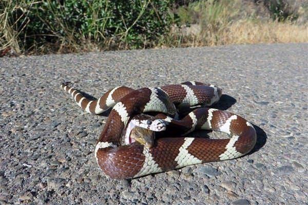 <p>Yılanın ağzının içinde olan kertenkele son onda yılanın vücuduna böyle kenetleniyor. Fotoğrafçının anlattığına göre göre kertenkelinin tüm bu mücadelesi başarırız olmuş ve yılana öğle yemeği olmaktan kurtulamamış.</p>

<p> </p>
