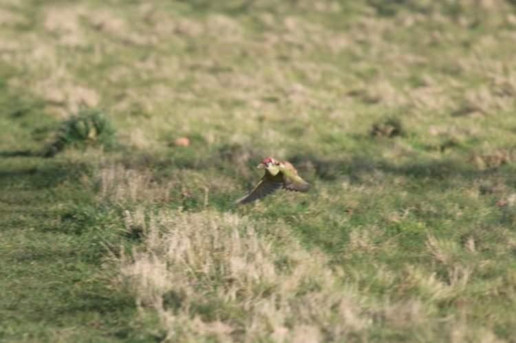 <p>Küçük bir gelinciğin Avrupa ağaçkakanı üzerinde uçtuğu fotoğraf, Londra'da yaşayan ve hobi olarak fotoğraf çeken Martin Le-May tarafından çekilmişti.</p>

<p> </p>
