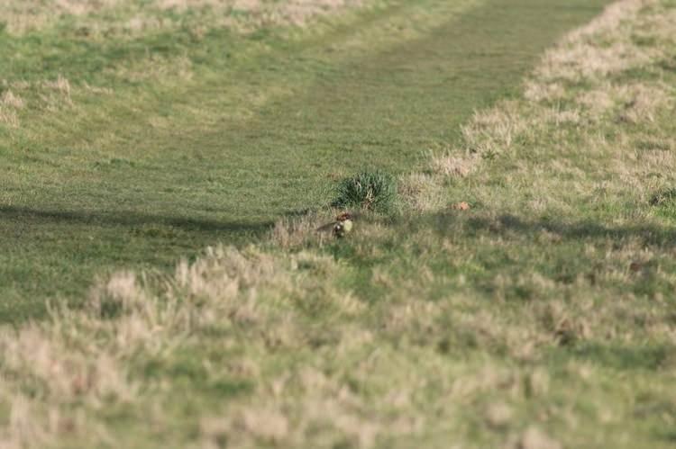 <p>Fotoğraf Londra'nın doğusundaki Hornchurch Country Parkı'nda çekilmişti. Business Insider'a konuşan Le-May o sırada eşiyle parkta yürüyüş yaptığını ve bir anda panik halindeki kuşun feryadını duyduklarını söyledi. Arka arkaya fotoğraflar çeken Le-May, gelincik ve ağaçkakan arasındaki mücadeleyi böyle görüntüledi. Le-May'in ifadesine göre gelincik bir ara Le-May ve eşini fark etti ve dikkati dağıldı. Ağaçkakan da bu anı değerlendirip kaçmayı başardı.</p>

<p> </p>
