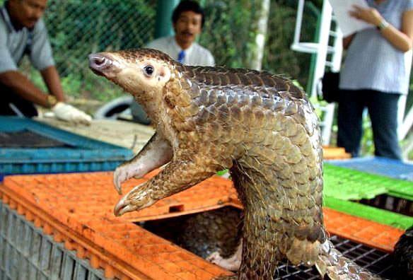 <p>Tehlike anlarında kafasını kuyruğunun altına saklayan pangolinler kendilerini böylece korumuş oluyor.</p>

<p> </p>
