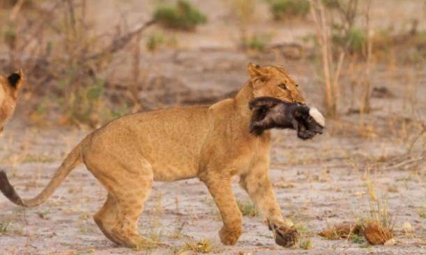 <p>Bu süre içerisinde aslan sürüsünü oyalayan bal porsuğu, en sonunda teslim olmak zorunda kaldı.</p>

<p> </p>
