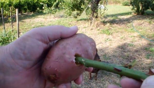 <p>Fidanı patatesin tam ortasına yerleştirdikten hemen sonra, hazırladığı saksıların içerisine yerleştirdi. </p>

<p> </p>
