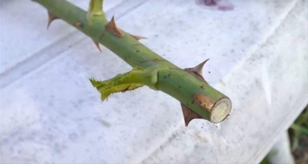 <p>Gül fidanını yerleştirmeden önce, aşırı yaprakları ve dikenleri ayıkladı. </p>

<p> </p>
