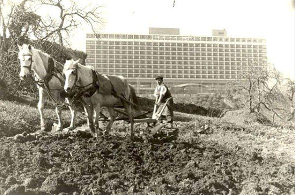 <p>1960’lı yıllarda Dolmabahçe’de, Hilton Oteli’nin önünde tarım yapılıyordu.</p>

<p> </p>
