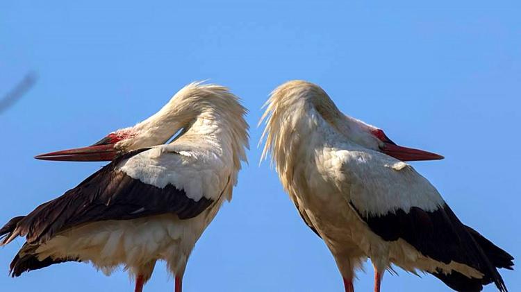 <p>İkinci hat olarak ise Moskova'nın batısı ve Doğu Avrupa ülkeleri için Kafkasya üzerinden Doğu Anadolu illerini geçerek, yine Hatay üzerinden Güney Afrika'ya kadar sürüyor. Ayrıca Avrupa'da yazı geçiren leyleklerin yüzde 5'i, Cebelitarık Boğazı üzerinden Afrika'ya göçüyor.</p>
<p> </p>