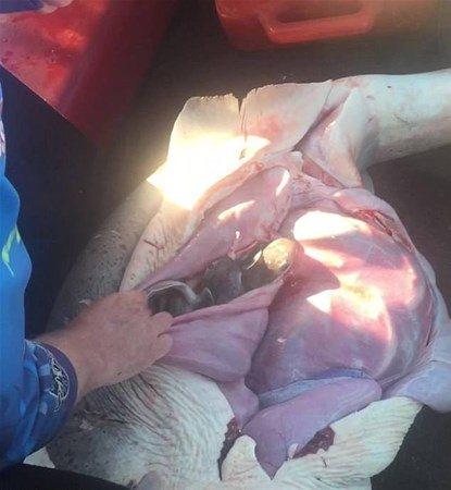 <p>Hamile köpek balığının karnını yararak 98 yavrusunu işte böyle çıkardı.</p>
<p> </p>