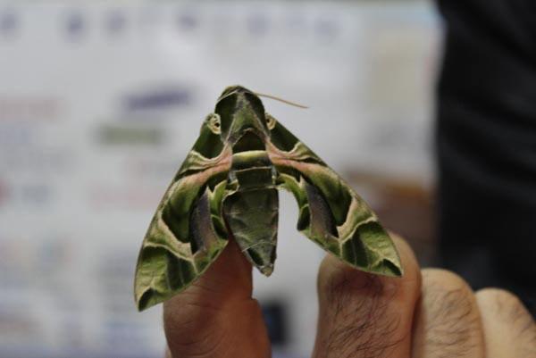<p>Kelebeği iş yerine g&ouml;t&uuml;rd&uuml;ğ&uuml;n&uuml; dile getiren Dilbaz, &ldquo;Araştırdığım kadarıyla zakkum ağacında beslenen bir kelebek t&uuml;r&uuml;. Zakkum tırtılı da diyorlar. Ağacın tepesinden d&uuml;şm&uuml;ş. Bulduğumda aracın &uuml;zerindeydi. Bunun gece u&ccedil;tuğunu, zakkum ağacının yaprağı, &ccedil;i&ccedil;eğiyle ve &ccedil;i&ccedil;ek &ouml;z&uuml;yle beslendiğini anladım. İş yerine g&ouml;t&uuml;rd&uuml;ğ&uuml;m zaman i&ccedil;eride sağa sola u&ccedil;uştu. U&ccedil;up da uzaklara gitme gibi bir durumu yok. Şu anda dışarıdayız, u&ccedil;acak gibi bir durumu yok&rdquo; dedi.&nbsp;</p>
