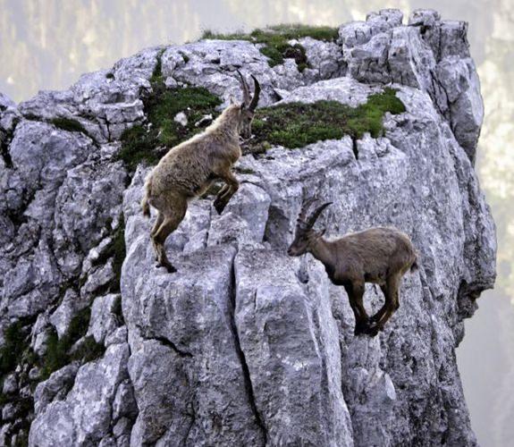 <p>İtalyan Alpleri'ndeki 4 bin metre yükseklikteki bir kayanın üzerinde kavga eden keçileri fotoğrafçı Marius Sabo görüntüledi. İki erkek keçinin dişi keçi için düello yaptığı alanda yenilmek ise uçurumdan aşağı düşmek anlamına geliyor.</p>

<p> </p>
