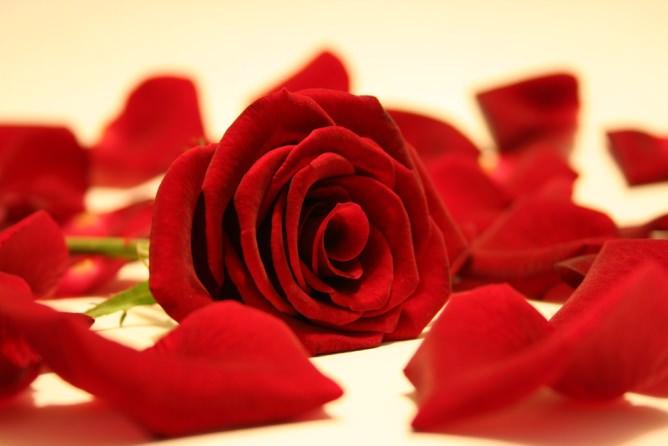 <p>38- "<strong>Namazda Fatiha suresini okumayan kimsenin namazı yoktur."</strong></p>

<p><span style="color:#800080"><strong>[Buhârî, Ezân 94; Müslim, Salât 34-37,( 394); Ebu Dâvud, Salât, 131-132 (822)]</strong></span></p>

