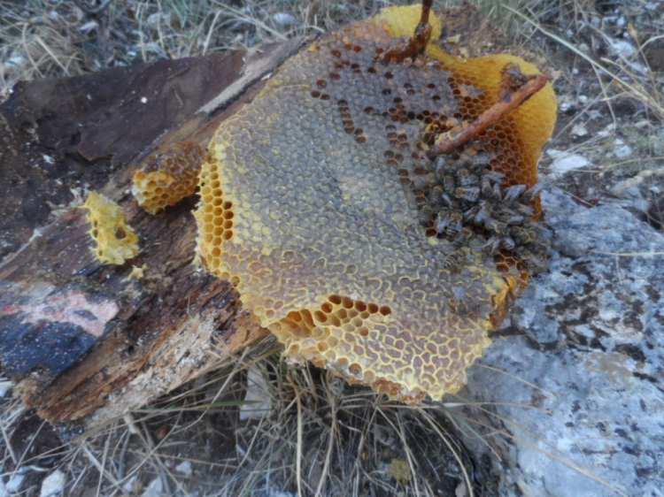 <p>Konya'nın Hadim ilçesinde arıların ormanda yuvalandıkları ağaçlarda ürettikleri doğal orman balı, bölge halkının geçim kaynağı oldu.</p>
