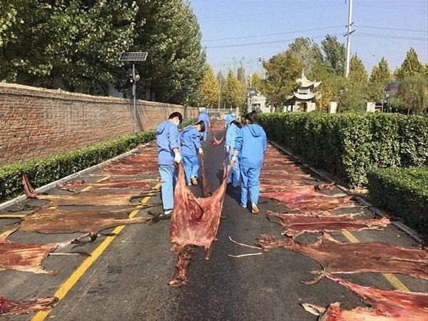 <p>Şirketin yanına kurulan eşek çiftliğindeki katliamın, olaya tanık olan vatandaşların polise haber vermesi üzerine deşifre oldu.</p>
