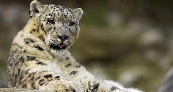 <p>Kaplanlar gibi leoparlar da kürkleri nedeniyle yakalanılan hayvanlardan. Orta Asya, Doğu Avrupa ve Rusya’da leopar kürkünden kıyafetler yapılıyor. Kemikleri de yine kaplanlarda olduğu gibi geleneksel tıpta kullanılıyor. Ayrıca kimi zaman özel koleksiyonlar için de avlanılıyorlar. Vahşi doğada 4 bin leoparın yaşadığı sanılıyor.</p>
