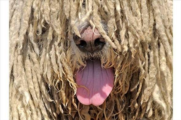 <p> Komondor KöpeğiIssız ve uzak bölgelerde kullanılan tipik bir sürü koruma köpeğidir.</p>

<p> </p>
