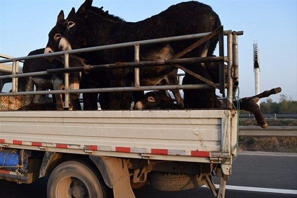 <p>Çin'de faaliyet gösteren Shandong Dong'e Ejiao adlı dev kozmetik üreticisinin dünyaya pazarladığı ürünler için eşek çiftliği kurduğu belirtildi.</p>
