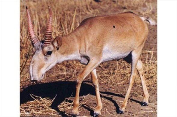 <p> Saiga (Bozkır Antilobu)Orta Asya’da yaşayan Saiga'nın burnu, soluduğu havadaki toz ve kum zerrelerini süzmeye ve soğuk aylarda havayı ılıtmaya yardımcı olur.</p>

<p> </p>
