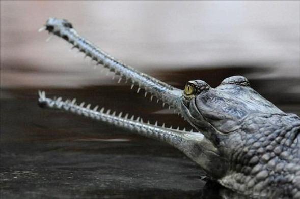 <p> The Indian Gharial (Ganj Timsahı)Hindistan'da Ganj nehrinde yaşar. Boylan 7 m'ye kadar ulaşabilen bir sürüngen türüdür.</p>

<p> </p>
