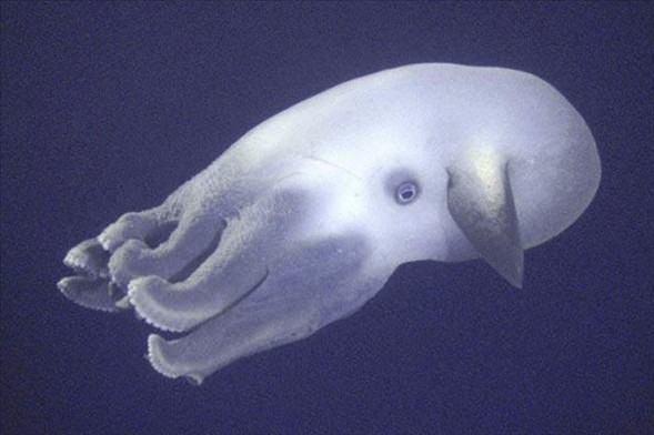 <p> Dumbo OctopusAhtapot türü olan Dumbo Octopus, okyanusun en derin bölgelerinde yaşar.</p>

<p> </p>
