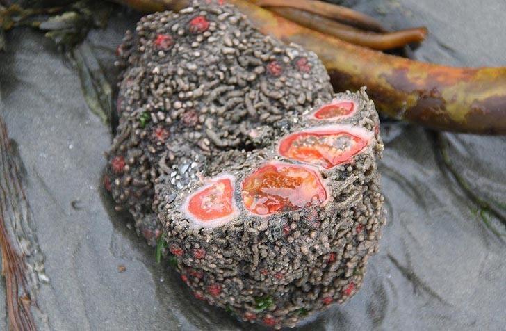 <p>Pyura chilensis'lerde; bir kayaya benzer organizmanın içindeki organlar zarla kaplı.</p>

<p> </p>
