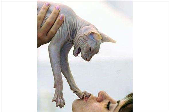 <p> SphynxDünyada bilinen tüysüz üç kedi ırkından biridir. Doğduklarında kısa da olsa tüm vücutları tüylerle kaplıdır ancak büyüdükçe tamamen tüysüz kalırlar.</p>

<p> </p>
