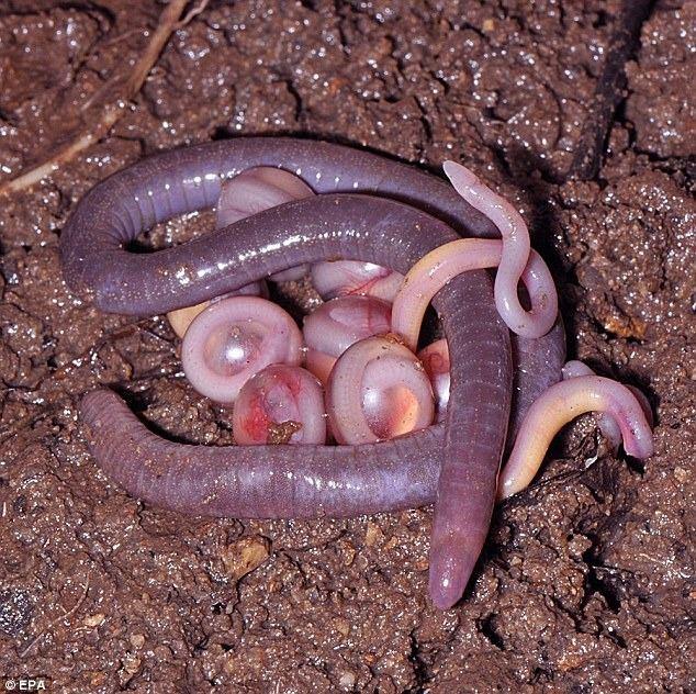 <p>Chikilidae adı verilen canlıyı bölgede yaşayan köylülerin yılan sandıkları ve yanına yaklaşamadıkları belirtildi...</p>

<p> </p>
