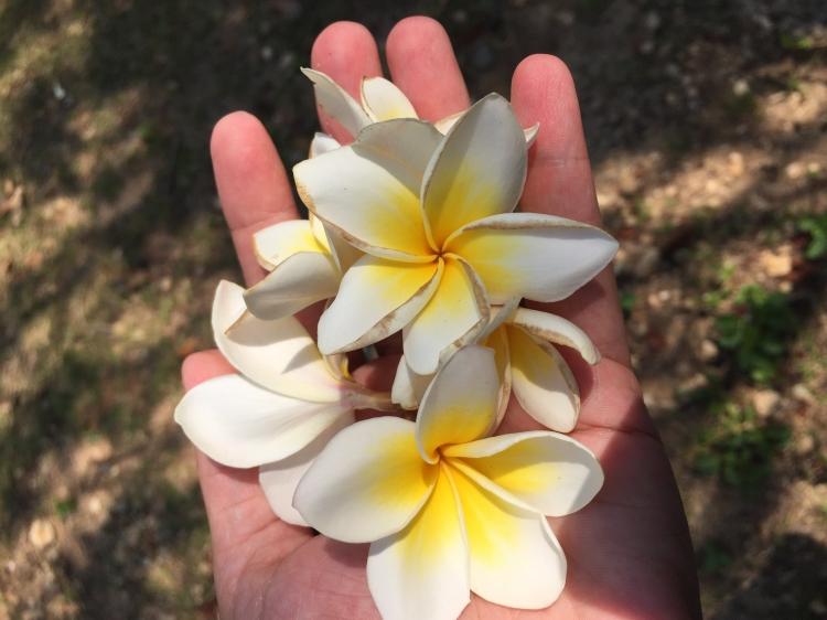 <p><strong>Plumeria</strong></p>
