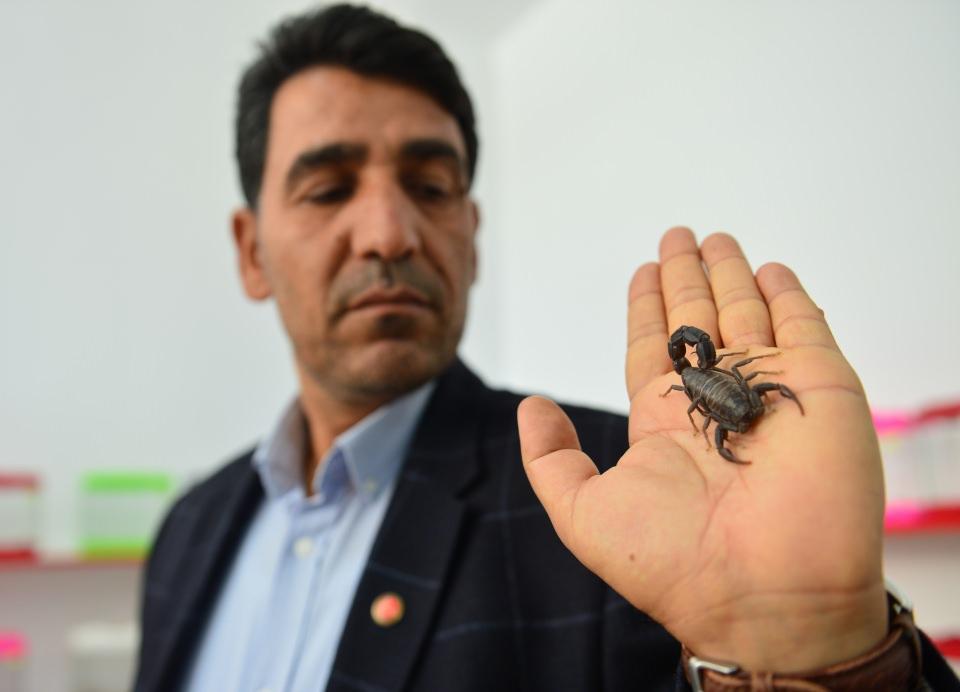 <p>Şanlıurfalı girişimci Ali Yılmaz'ın, yaklaşık 3 yıl önce evinin altına kurduğu 150 metrekarelik tesiste yetiştirdiği 500 civarında akrepten, Eskişehir'deki bir fabrikada panzehir üretiliyor.  </p>
