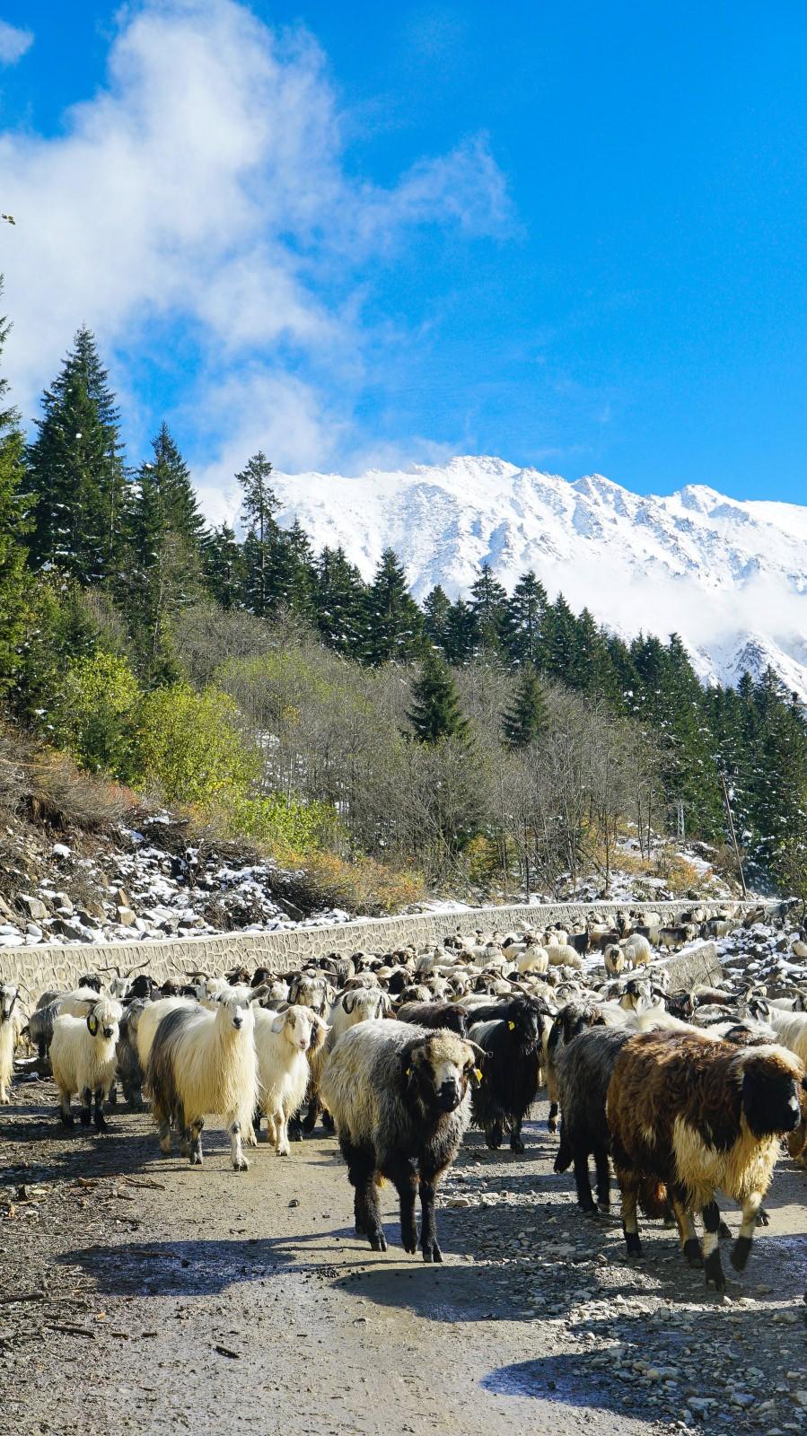 <p>Akarsuların kimi yerlerinde bulunan irili ufaklı şelaleler, doğadaki renk cümbüşü ile fotoğraf tutkunlarının bölgeye ilgisini artırıyor. Vadilerde ve zirvelerde her mevsim görülmesi mümkün sis ise karla birlikte seyrine doyum olmayan manzara ortaya çıkarıyor.</p>
<p> </p>