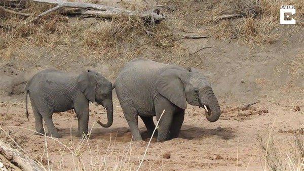 <p>Güney Afrika Kruger Ulusal Parkı'nda çekilen görüntülerde baraj ve nehirlerdeki su sıkıntısı nedeniyle yeraltınadaki sulara ulaşmak için kazdıkları deliğe bir filin gövdesini kullanarak dizlerinin üzerine çökerek su içmeye çalışıyor.</p>
