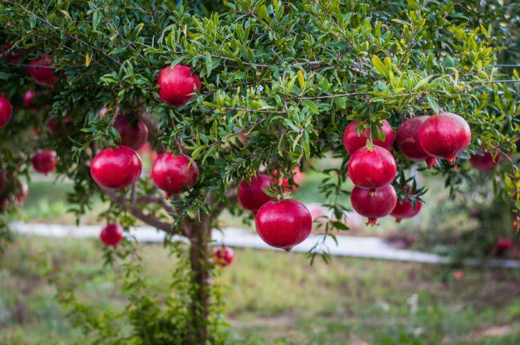 <p><strong>CENNET TANELERİ: NAR AĞAÇLARI</strong></p>

<p>İbn Abbas’dan (ra): <br />
“O (SAV), narı tane tane alıp yiyordu. Bunun üzerine ona soruldu ki: <br />
“Neden böyle yiyorsun?” <br />
<span style="color:#800080"><strong>“Yeryüzünde aşılanan hiçbir nar ağacı yoktur ki cennet tanelerinden bir taneden olmasın. Umarım bu tane onun tanelerinden biridir.”</strong></span> dedi. <strong>(Taberani) </strong></p>
