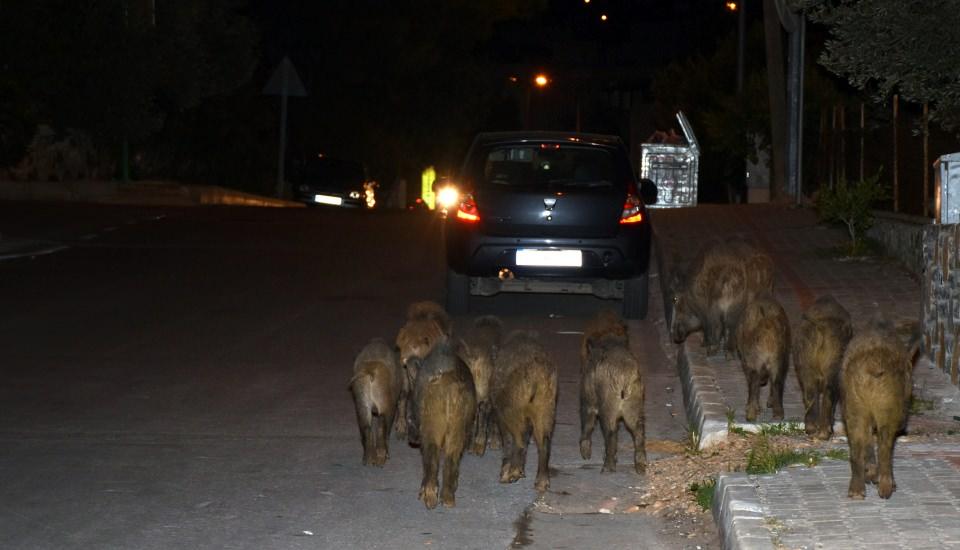 <p>Domuzlar gece-gündüz demeden özellikle Konacık, Bitez ve Cumhuriyet mahallelerindeki yerleşim yerlerinde yiyecek arıyor. </p>

<p> </p>
